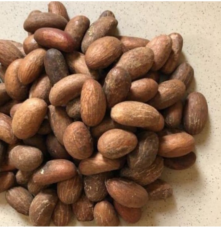 African Bitter Kola Nuts, Bitter Kola Retro Garcinia, Orogbo, Petit Cola Nut, Obi Abata Cola Nut (8oz)